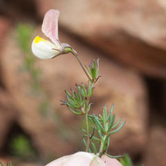 Aspalathus bracteata