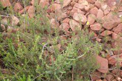 Aspalathus bracteata