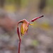 Duck Orchids - Photo (c) glenn_carroll, some rights reserved (CC BY-NC)