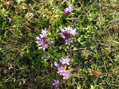 Gentianella anisodonta