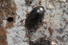 Nalassus dermestoides