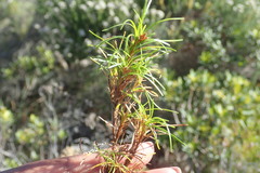 Ficinia ramosissima