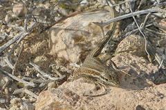 Ophisops elegans elegans
