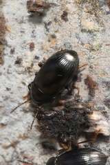 Nalassus dermestoides