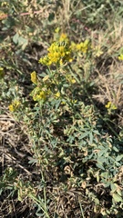 Medicago falcata