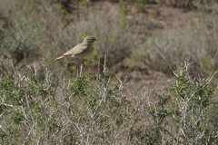 Ammomanes cinctura