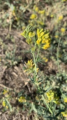 Medicago falcata
