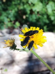 Acmaeodera quadrifasciata prunneri