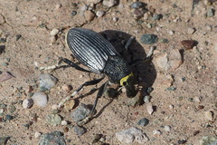 Chromosomus persicus