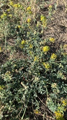 Medicago falcata