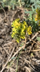 Medicago falcata