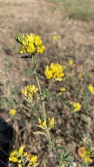 Medicago falcata