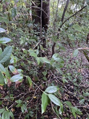 Pseudopanax crassifolius