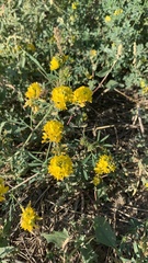 Medicago falcata