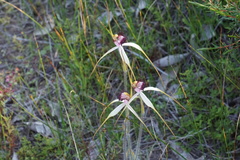 Caladenia lorea