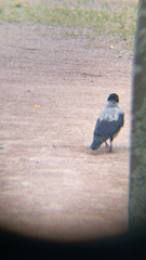Corvus cornix
