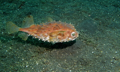 Cyclichthys orbicularis