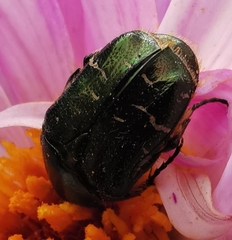 Cetonia aurata