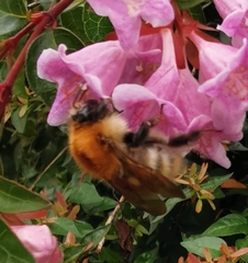 Bombus pascuorum