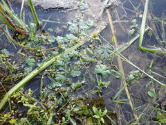 Ranunculus gmelinii