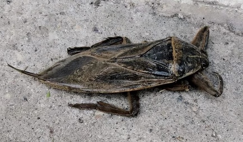 Indo-East Mediterranean Giant Water Bug