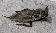 Lethocerus patruelis