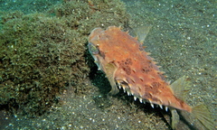 Cyclichthys orbicularis