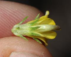 Aspalathus asparagoides asparagoides