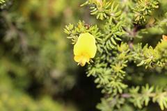 Aspalathus asparagoides asparagoides