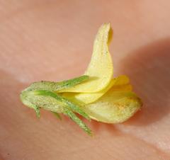 Aspalathus asparagoides asparagoides