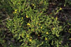 Aspalathus asparagoides asparagoides