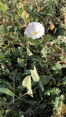 Convolvulus arvensis