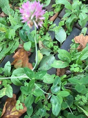 Trifolium pratense