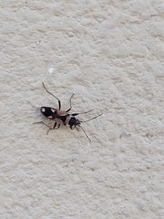 Raglius confusus