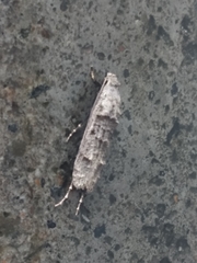 Gerontha