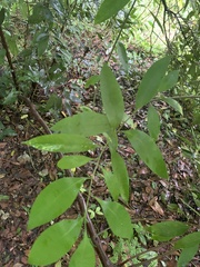 Pseudopanax crassifolius