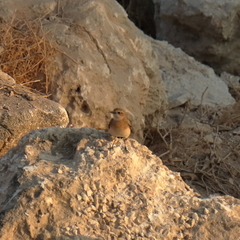 Oenanthe melanoleuca