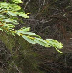 Cyclopia sessiliflora
