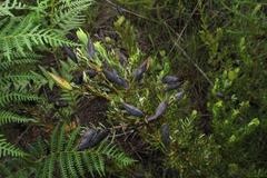 Cyclopia sessiliflora