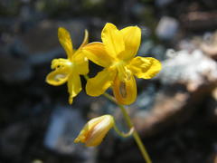 Cyanella lutea lutea