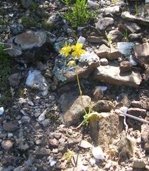 Cyanella lutea lutea