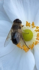 Eristalis tenax