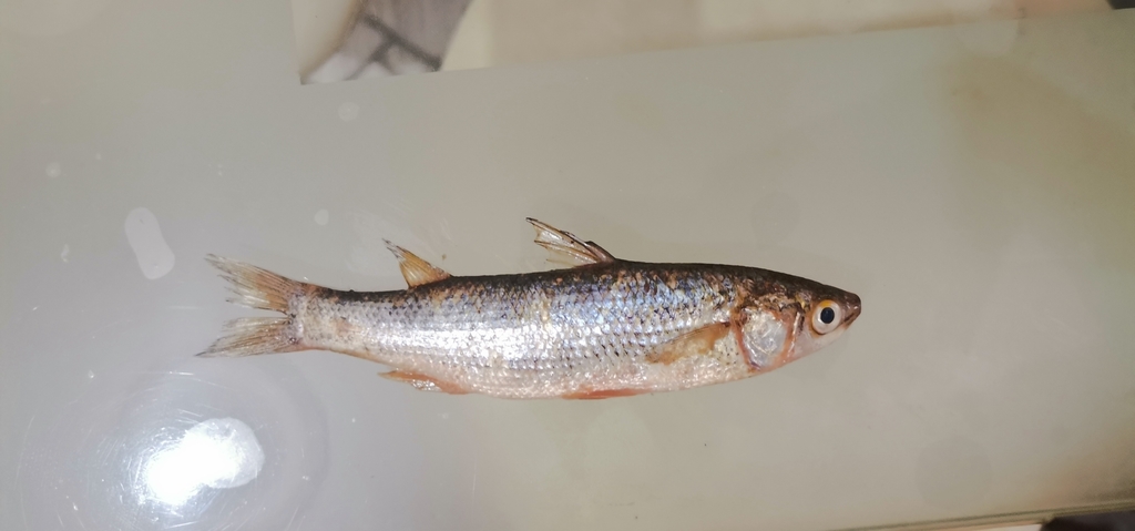 Abu Mullet