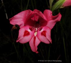 Gladiolus crispulatus