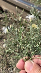 Centaurea diffusa