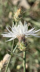 Centaurea diffusa