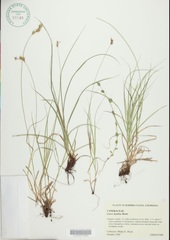 Carex hyalina