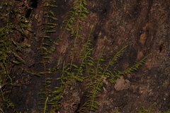 Thuidiopsis
