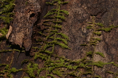 Thuidiopsis