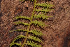 Thuidiopsis